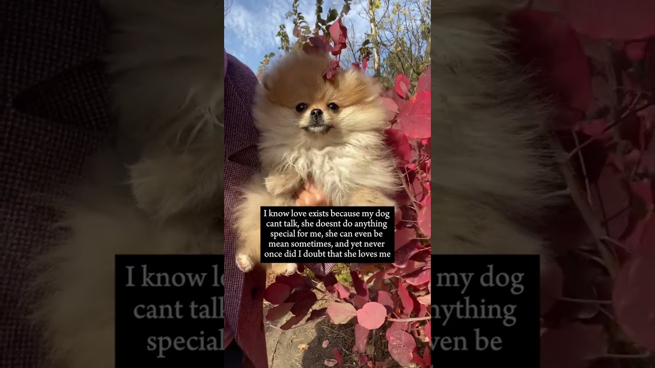 Love beyond words 🥺❤️ Subscribe more adorable posts about cherishing your furry friend 🐶🐱