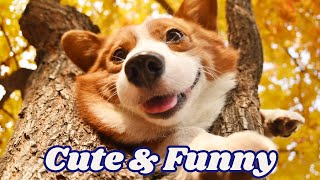 Cute \& Funny dogs | Video 34