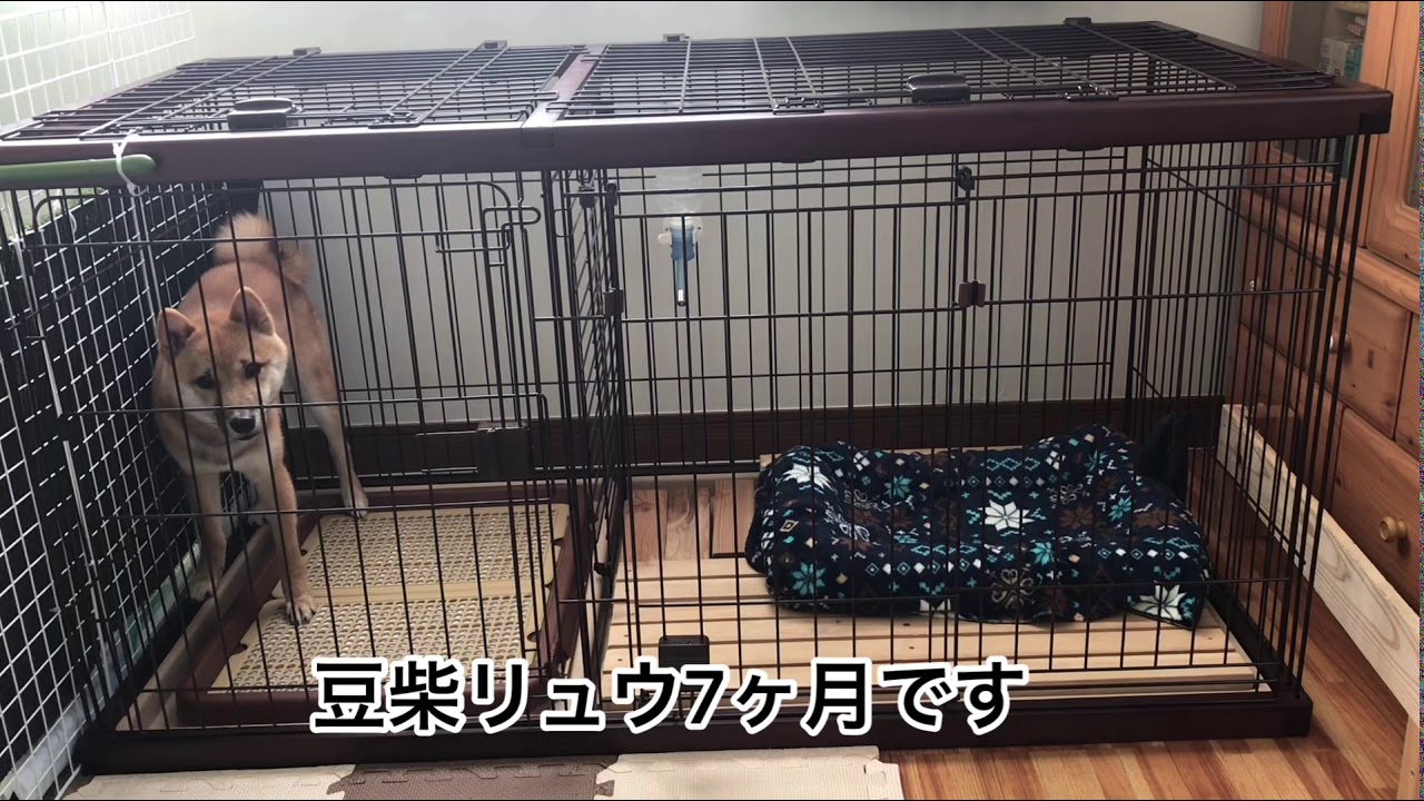 柴犬 豆柴 リュウ室内トイレ Youtube