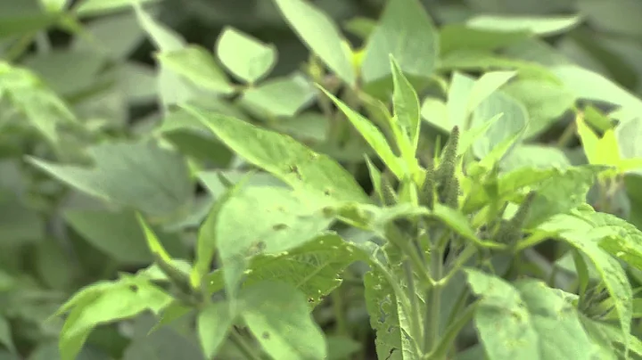 Weed Resistance - Stevan Knezevic - August 16, 2013