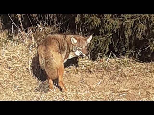 DIY survival Snares for Trapping Small animals 