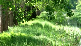 Naturgeräusche zum Lernen, Entspannen, Aufwachen | 1 Stunde Vogelgezwitscher Waldgeräusche ASMR