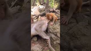 Very beautiful mom is baby hot and lovely nice so cute ??? ???? cute funny shorts animal