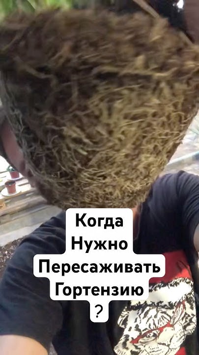 Когда можно и нужно пересаживать гортензию? #plants #garden #растения # ...
