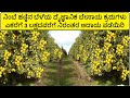        lemon farming in kannada  nimbe besaya