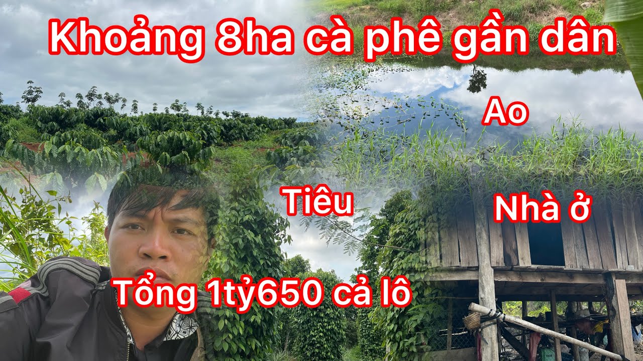  Đã chốt cần chuyển nhượng 8ha sẵn cà phê mua chỉ việc dọn vào ở sẵn nhà trại chăn nuôi sẵn điện 