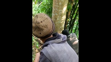 Amazing Fastest Skill Cutting Big Tree Chainsaw Machines। Fastest tree cutting machines # tree#chain