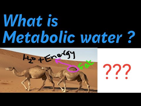 What is Metabolic Water ??? How much water is formed from carbohydrates,Fats & Proteins in humans