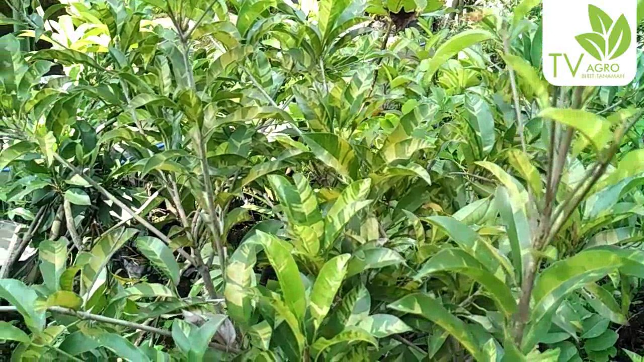 Jual Bibit Sawo Varigata 