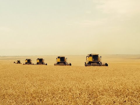 Georgia Shiraqi 2015 wheat harvest.შირაქი 2015 მოსავლის აღება
