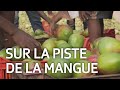 La mangue de Côte d'Ivoire - Comment arrive-t-elle chez nous ? | ABE
