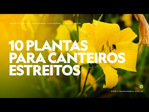 Vídeo: Como dividir hemerocallis - dicas para separar plantas de hemerocallis no jardim