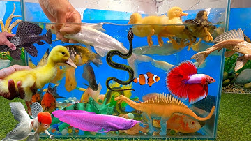 Tổng hợp các video cá cảnh đẹp, động vật dễ thương, vịt con cute, cá mập, cá ba đuôi, bạch tuộc