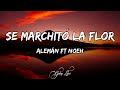 Alemán - Se marchitó la flor ft Noeh (LETRAS) 🎵