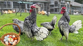 Roosters Crowing  Hens Clucking  From Garden To Table  Egg Collecting & Incubating