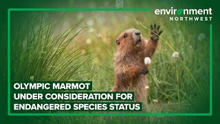 Olympic marmot under consideration for endangered species status