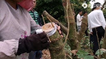 荔枝嫁接操作示範過程，放導水枝，留抽水枝，砧木位置要高低錯落     Litchi grafting, put water sticks, keep pumping sticks