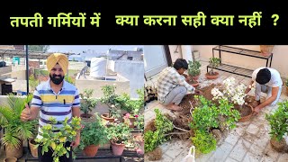 तपती गर्मियों में क्या करना सही क्या नहीं? Gardening Works / Gardening Tips by Shampy's Garden 8,017 views 3 weeks ago 10 minutes, 18 seconds