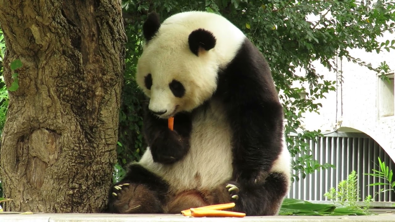 September 14, 2018 [Selection] Panda Eating Carrots - YouTube
