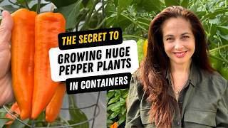 The Secret to Growing Huge Pepper Plants in Containers
