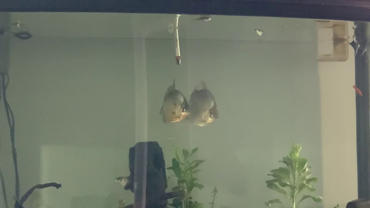 Fish making out - YouTube
