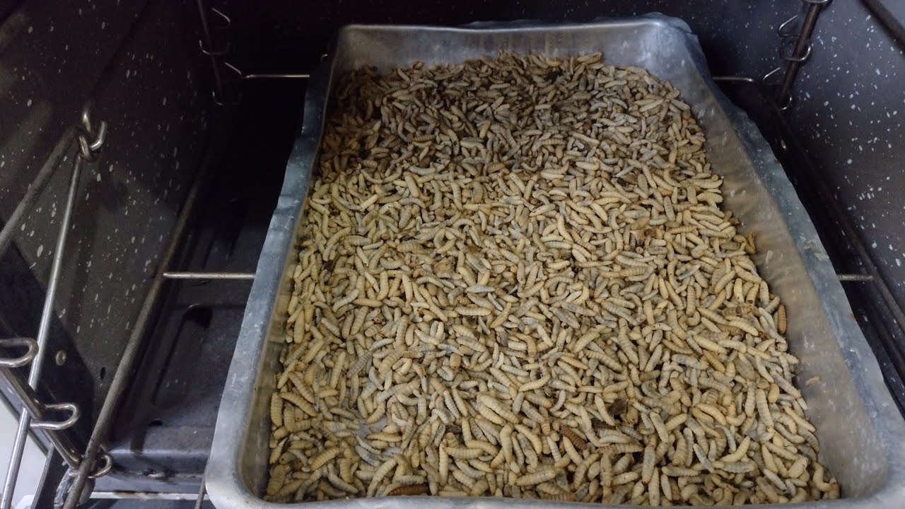 abatendo as larvas da mosca soldado negro e desidratando no forno @sitionalaje