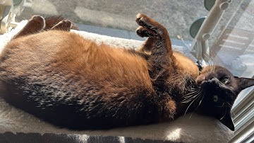 Nollie heelflip tutorial (Fingerboard)