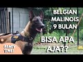 Belgian Malinois 9 Bulan Bisa Apa Aja?? | Meet Kai The Belgian Malinois!