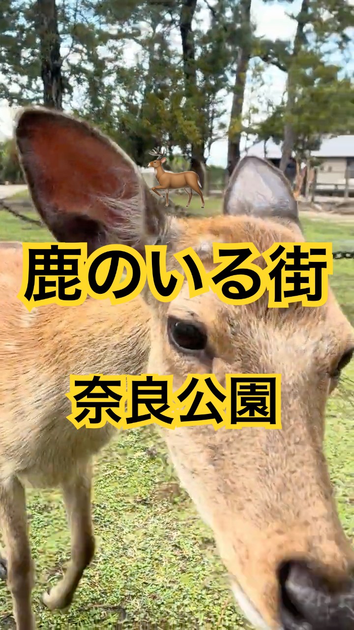 鹿 鹿との共存🦌 - YouTube