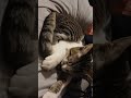 Data the Tail Mastabata #dailyrituls #kittens #bottlefedbaby #catlife