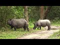 Kaziranga national park assam