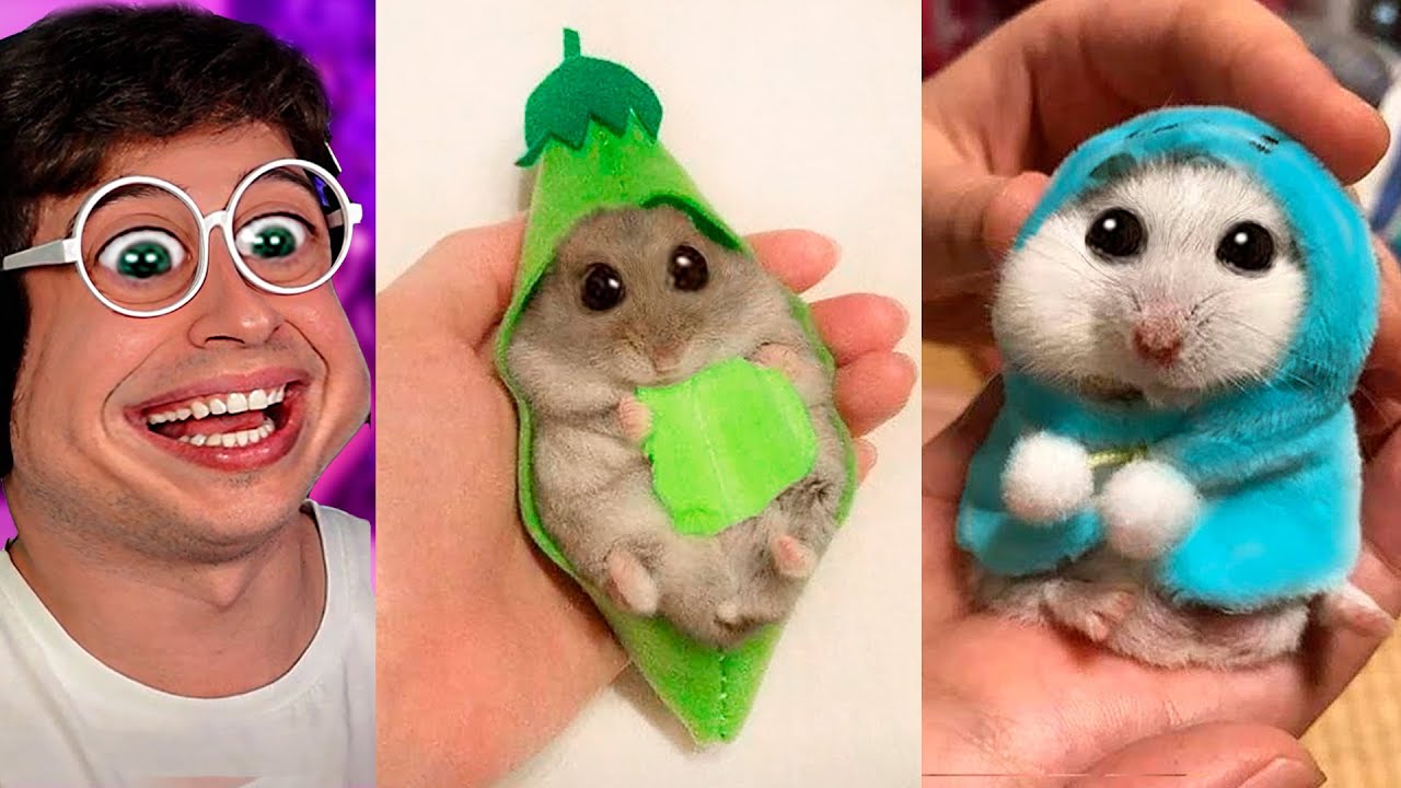 Los HAMSTERS más GRACIOSOS del MUNDO!! (Intenta NO reír animales divertidos de TikTok)