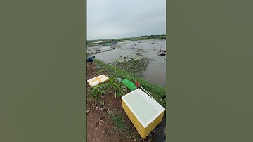 sử dụng nước vôi trong, trong chăn nuôi ốc  #hieuthuysan #ocbuouden #ocnhoi