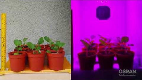 Horticulture Lighting - Sunlight vs. LED - OSRAM Opto Semiconductors