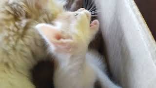 cute kitten meowing video ❤ #kitten #meowing #meowmeow