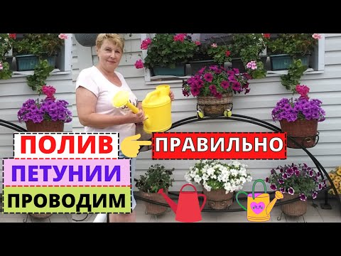 Video: Үйдөгү петуния көчөтү: 2019-жылы ай календарына ылайык отургузуу, өстүрүү ыкмалары, багуу эрежелери