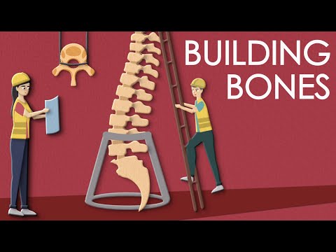 Video: Kas yra kaulų apdirbimo istorija?