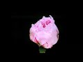 Coldplay Sparks Dakotas Version Slowed Reverb Coldplay Sparks Dakotas Version Slowed Reverb