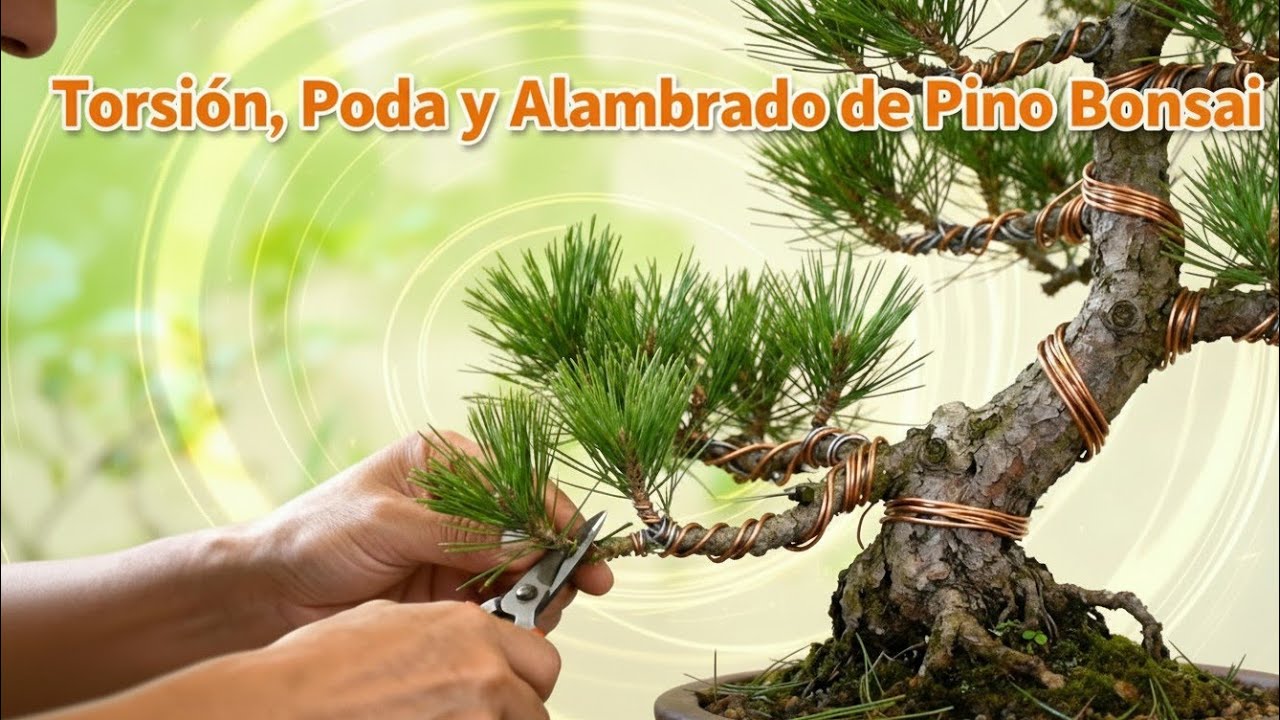 Torsion, poda y alambre en un PINO BONSAI  Creating a complete bonsai  pine tree