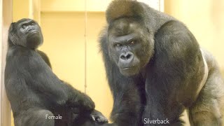 Female Gorilla Wants To Be by The Silverback's Side | The Shabani Group