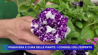 PRIMAVERA E CURA DELLE PIANTE,  I CONSIGLI DELL' ESPERTO