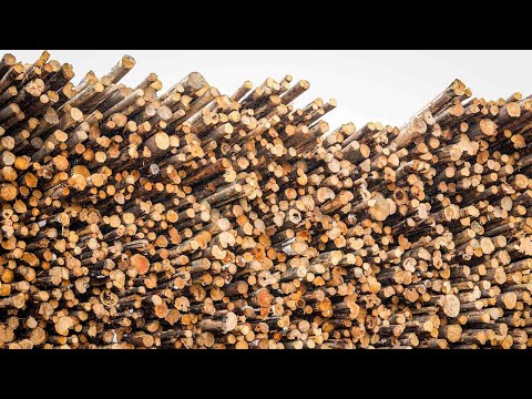 Canada underestimating carbon emissions from forestry sector, report suggests