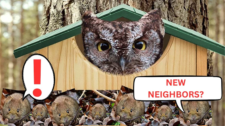 Why Every Nature Lover Needs This Screech Owl House
