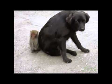 Majmun imitira psa