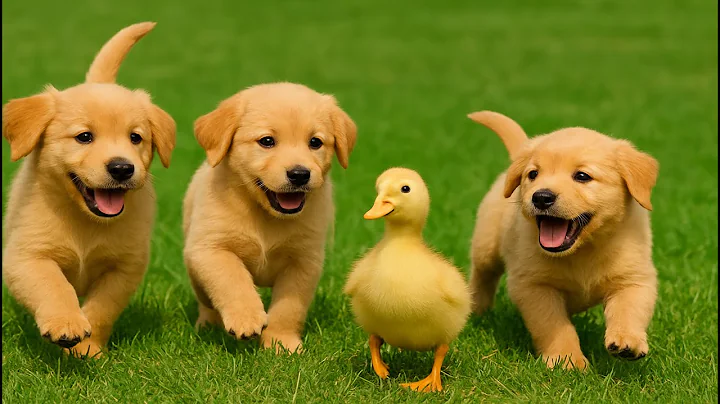 🐾😂 Playful Puppies Battling for Toys on Green Grass | Cute Dog Barks & Funny Moments