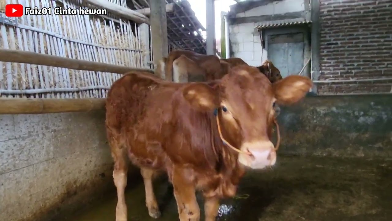 Sapi limousin Pedetnya sudah di keloh