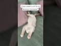 #рэгдолл #путешествияпороссии #тула #котики #экоотель  #petfriendly  #отдыхвроссии @justwoodhotel