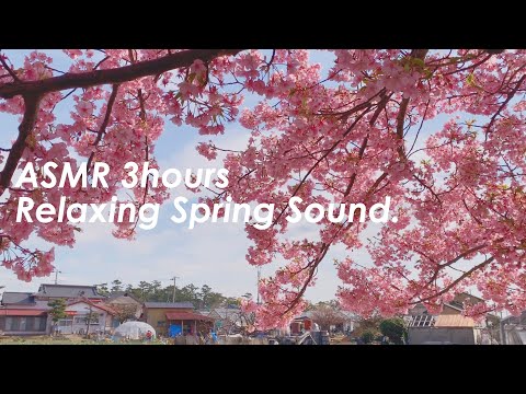 春の田舎の小道の環境音 | 3時間 spring sound in japan |  ASMR |  睡眠