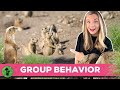 Group Behavior in Animals Quiz