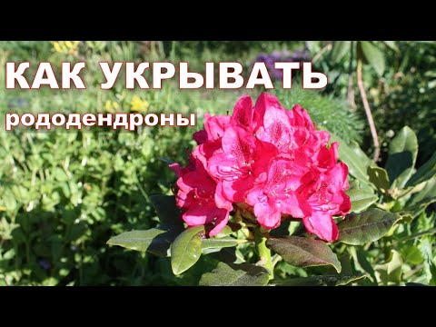 Видео: Рододендрони в Московска област (44 снимки): имената на сортовете, правилата за засаждане на рододендрони близо до Москва. Характеристики на грижа. Кога цъфтят?